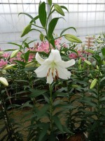 [5269 Casa Blanca 2N No02.JPG]